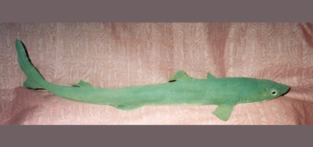 Galleria Nazionale dei Selachoidei