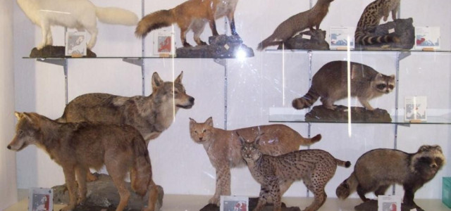 Museo Naturalistico - Fondazione IRIDIA