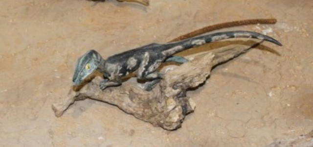 MUSEO PALEONTOLOGICO DI MAGLIANO VETERE