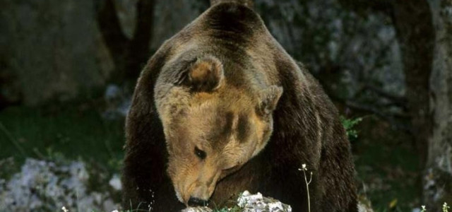 MUSEO DELL'ORSO MARSICANO "MOM"