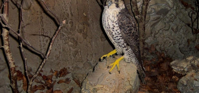 Museo Ambientalistico Madonita