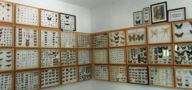 Associazione Amici del Museo di Scienze Naturali 'Belvi'