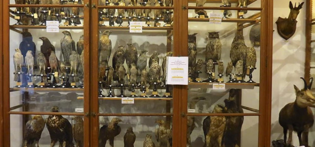 MUSEO DI SCIENZE NATURALI