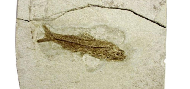 Museo Paleontologico Comunale