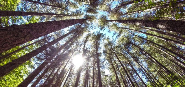 Riserva Naturale della Sila I Giganti di Fallistro