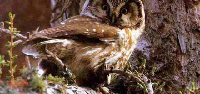 Museo del Parco naturale Orsiera Rocciavré