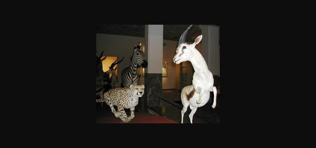 Musei civici di Novara - Direzione e raccolte in palazzo Faraggiana