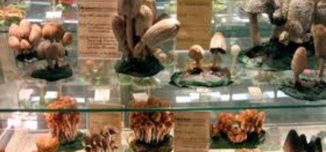 Museo del fungo e di scienze naturali