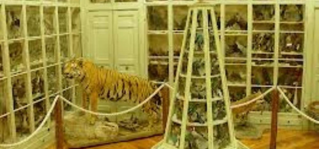 Museo civico &quot;Craveri&quot; di storia naturale