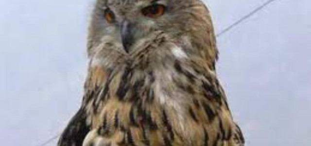 Museo civico ornitologico Celestino Ferrari