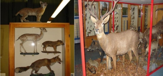 Civico museo di storia naturale