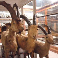 Pavia, Museo di Storia Naturale Pavia, Museo di Storia Naturale