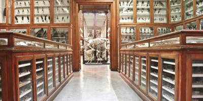 Modena, Museo Universitario di Zoologia e Anatomia Comparata