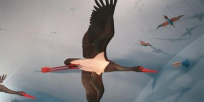 Museo della migrazione e Osservatorio ornitol