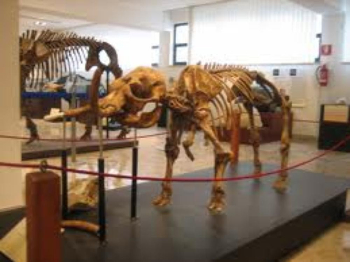 Museo di Paleontologia e Geologia “Gaetano