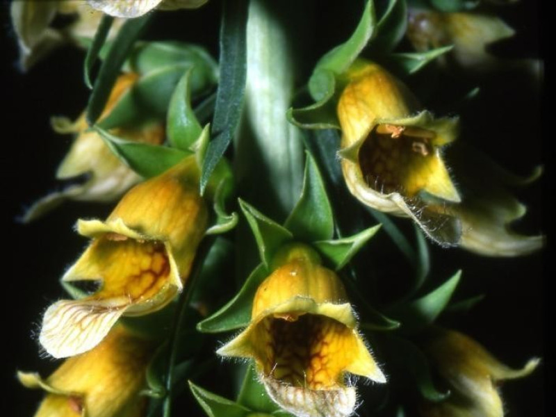 Toscolano-Maderno, Orto Botanico Sperimentale G. E. Ghirardi