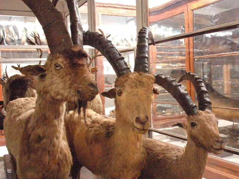 Pavia, Museo di Storia Naturale Pavia, Museo di Storia Naturale