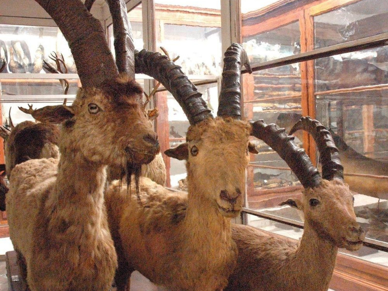 Pavia, Museo di Storia Naturale Pavia, Museo di Storia Naturale