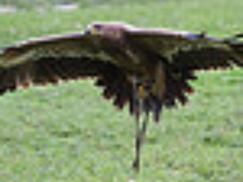 Parco faunistico Parco faunistico