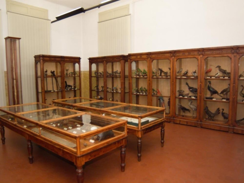 Cremona, Museo Civico di Storia Naturale Cremona, Museo Civico di Storia Naturale