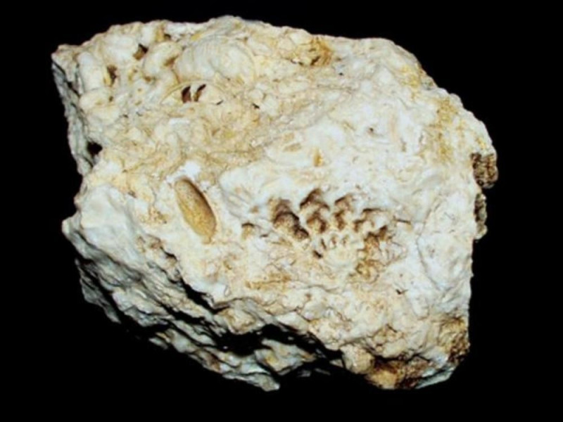 Museo del fossile Museo del fossile