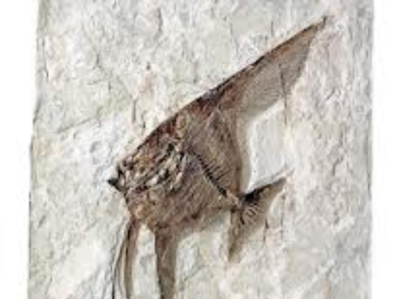 fossili_Bolca fossili_Bolca