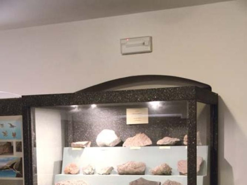 Preone, PREONE 200 MILIONI DI ANNI Preone, PREONE 200 MILIONI DI ANNI
