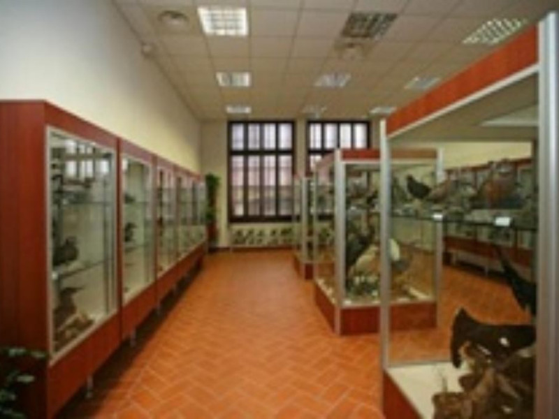 Museo ornitologico Museo ornitologico