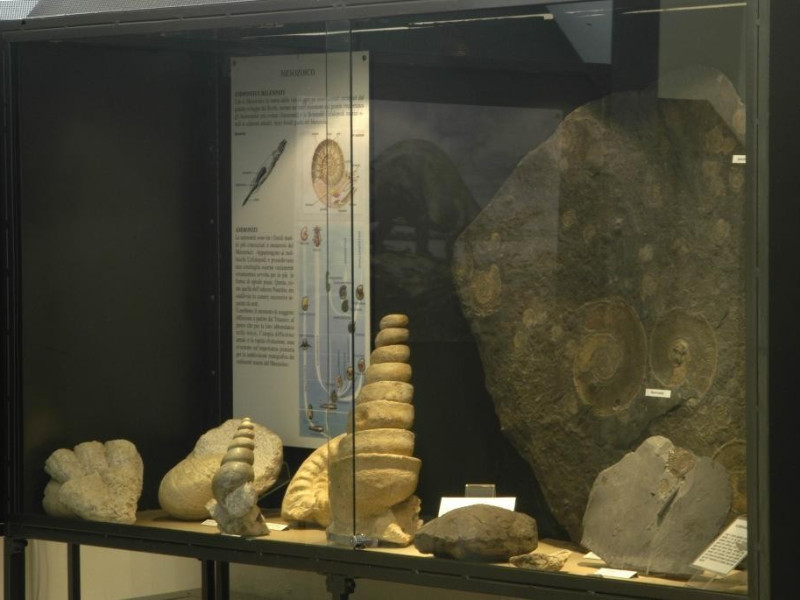 Castell'Arquato, Museo Geologico "G. Cortesi" Castell'Arquato, Museo Geologico "G. Cortesi"