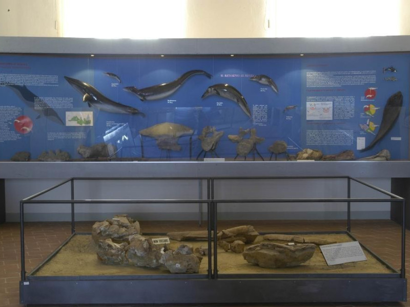 Castell'Arquato, Museo Geologico "G. Cortesi" Castell'Arquato, Museo Geologico "G. Cortesi"