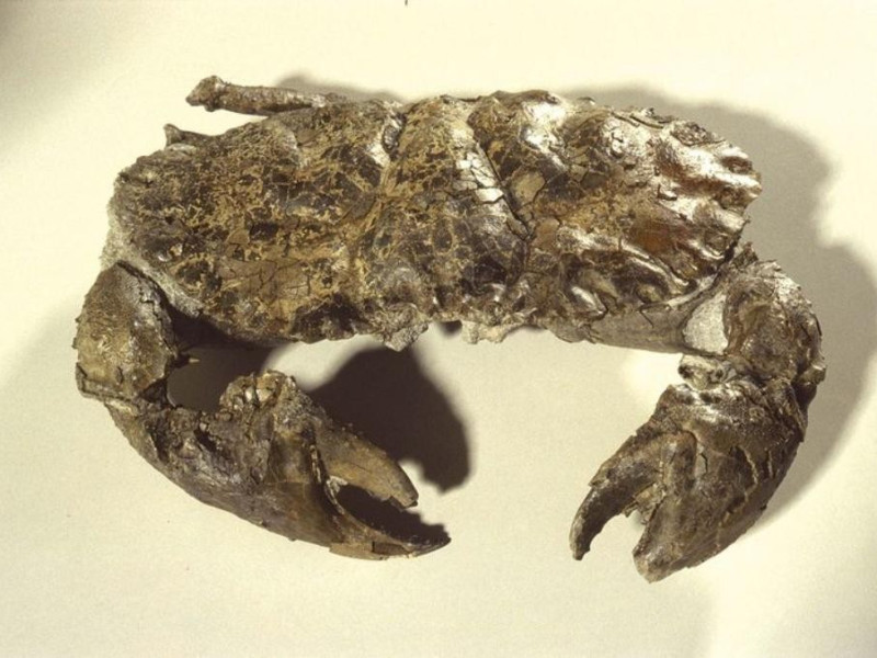 Castell'Arquato, Museo Geologico "G. Cortesi" Castell'Arquato, Museo Geologico "G. Cortesi"