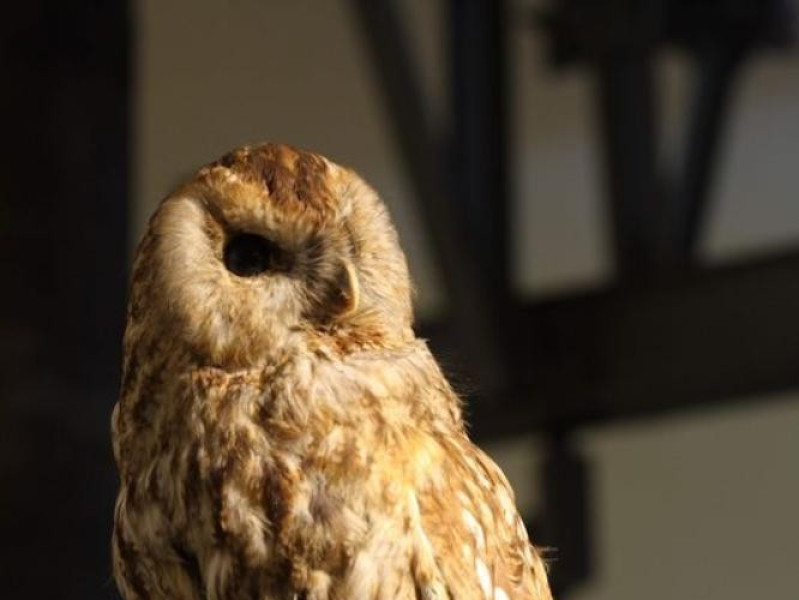 Piacenza, Museo Civico di Storia Naturale Piacenza, Museo Civico di Storia Naturale