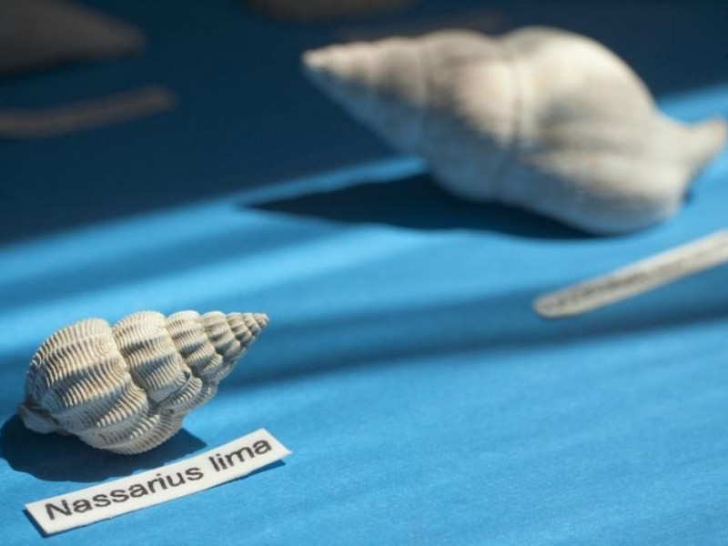 Salsomaggiore Terme, Museo Naturalistico del Parco dello Stirone Salsomaggiore Terme, Museo Naturalistico del Parco dello Stirone