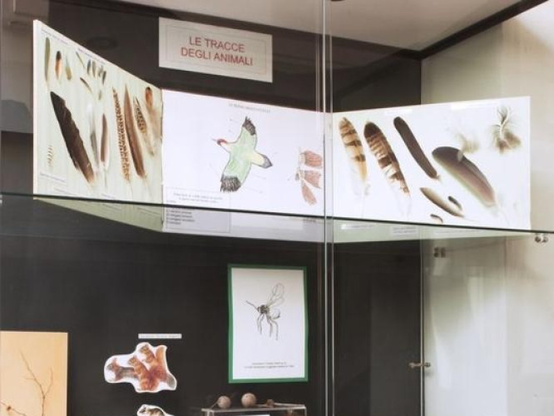 Salsomaggiore Terme, Museo Naturalistico del Parco dello Stirone Salsomaggiore Terme, Museo Naturalistico del Parco dello Stirone