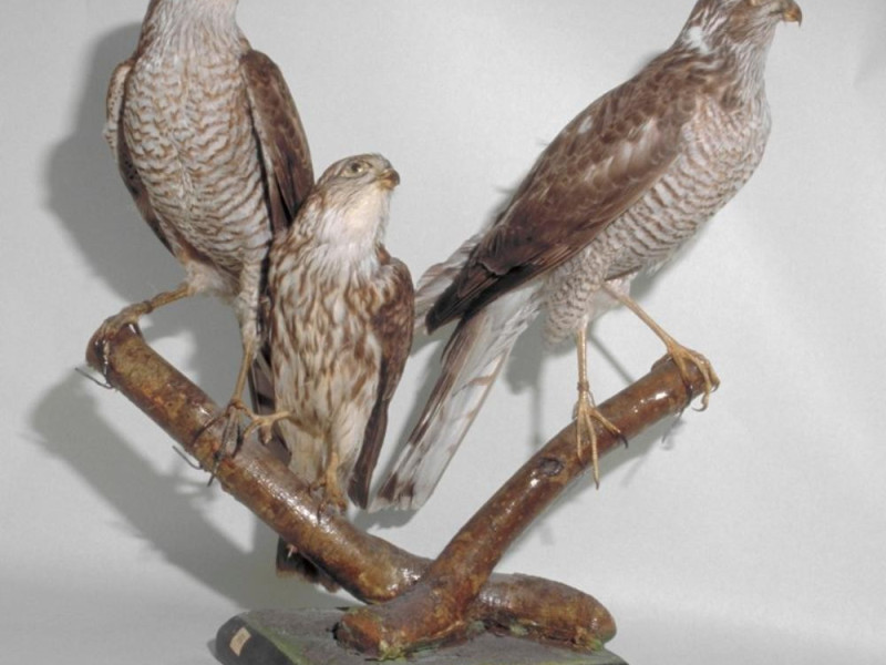 Bedonia, Musei del Seminario Vescovile Bedonia, Musei del Seminario Vescovile