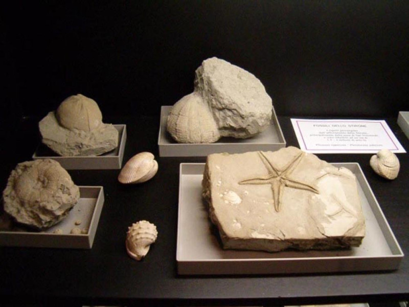 Fidenza, Museo dei Fossili dello Stirone Fidenza, Museo dei Fossili dello Stirone