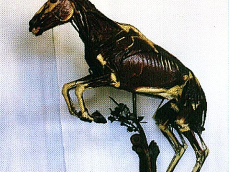 Parma, Museo della sez. di Anatomia degli Animali di Interesse Medico Veterinario Parma, Museo della sez. di Anatomia degli Animali di Interesse Medico Veterinario