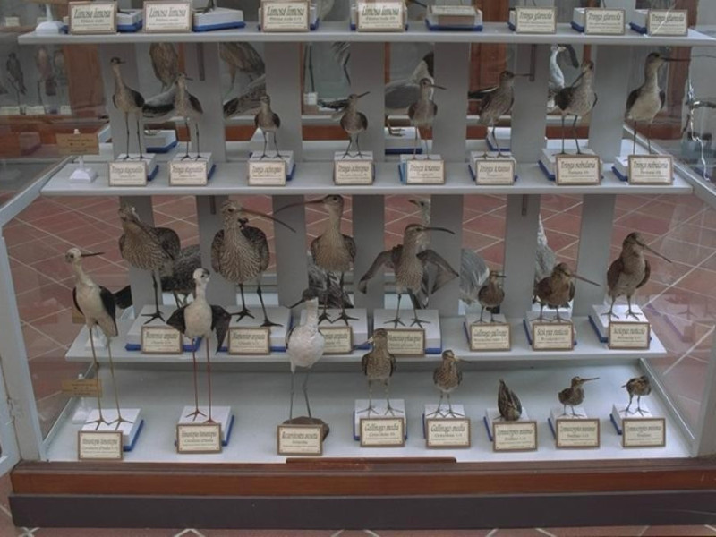 Parma, Museo di Storia Naturale Parma, Museo di Storia Naturale