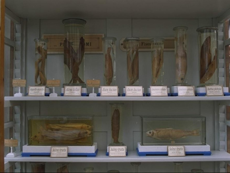 Parma, Museo di Storia Naturale Parma, Museo di Storia Naturale