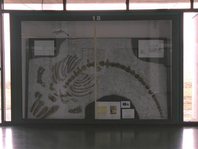 Parma, Museo Paleontologico Parmense Parma, Museo Paleontologico Parmense