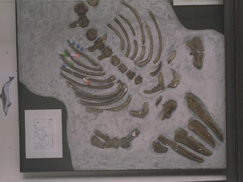 Parma, Museo Paleontologico Parmense Parma, Museo Paleontologico Parmense