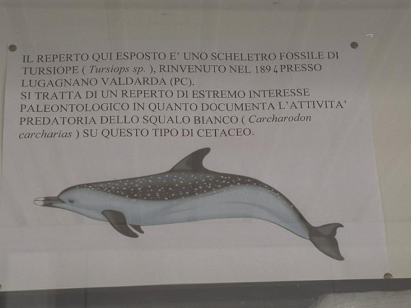 Parma, Museo Paleontologico Parmense Parma, Museo Paleontologico Parmense