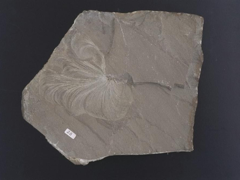 Parma, Museo Paleontologico Parmense Parma, Museo Paleontologico Parmense