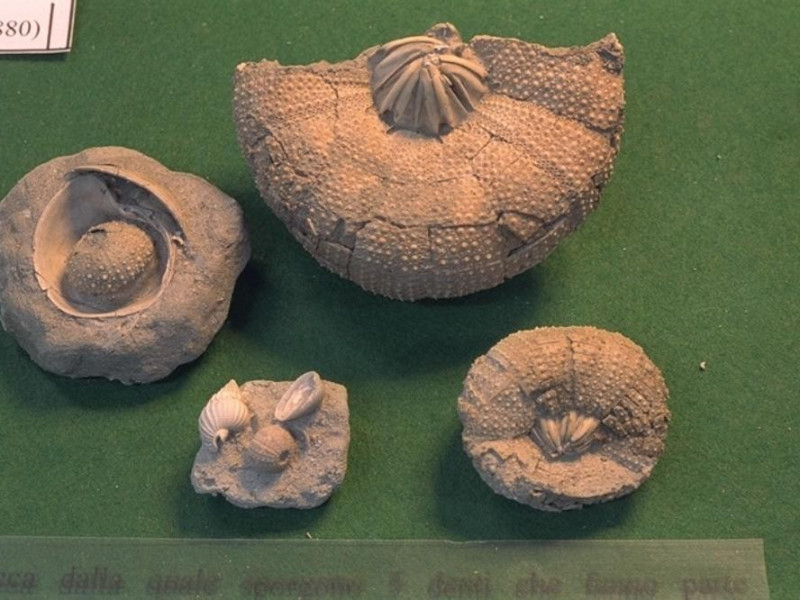 Salsomaggiore Terme, Il Mare Antico - Museo Paleontologico