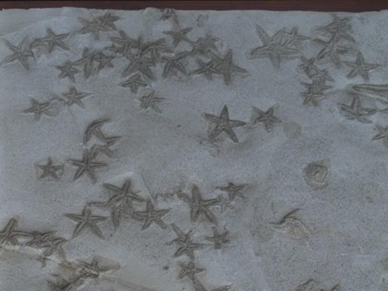 Salsomaggiore Terme, Il Mare Antico - Museo Paleontologico