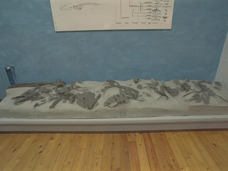 Salsomaggiore Terme, Il Mare Antico - Museo Paleontologico