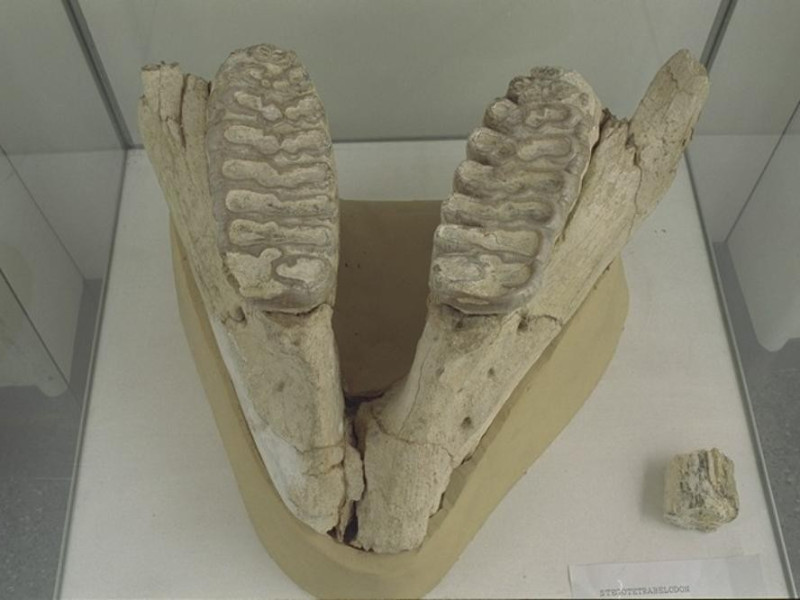 Finale Emilia, Musei Civici: Sez. di Archeologica e Storia Naturale