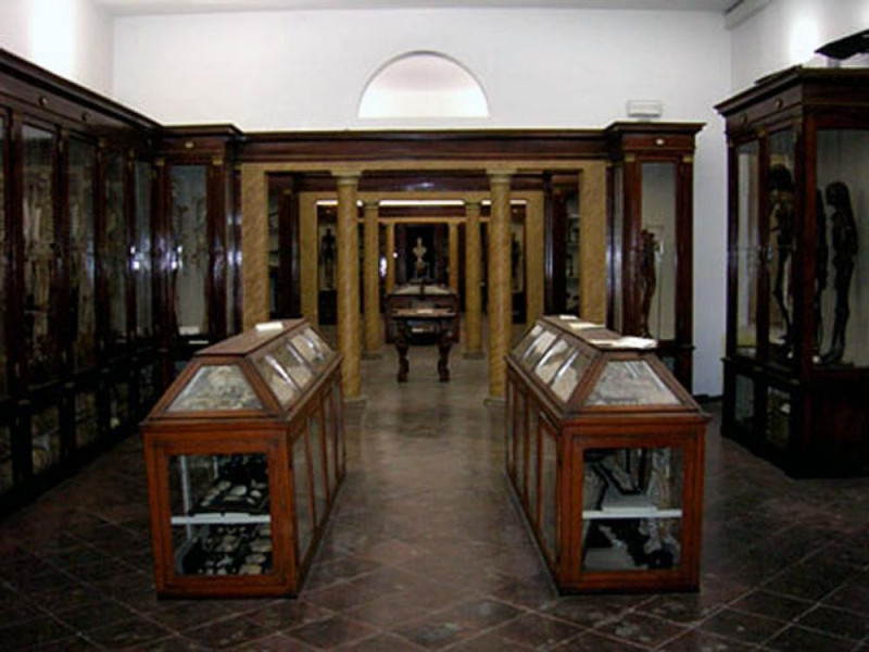 Modena, Museo di Anatomia Modena, Museo di Anatomia