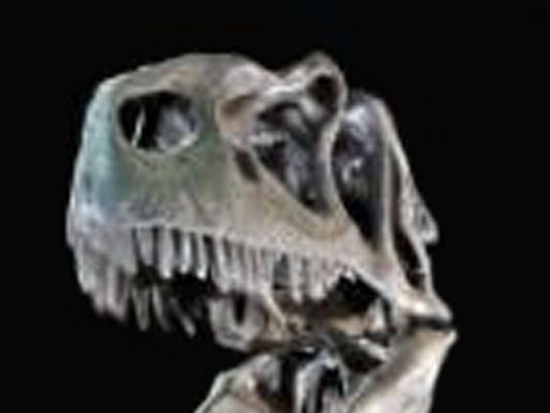 Modena, Museo Universitario di Paleontologia Modena, Museo Universitario di Paleontologia