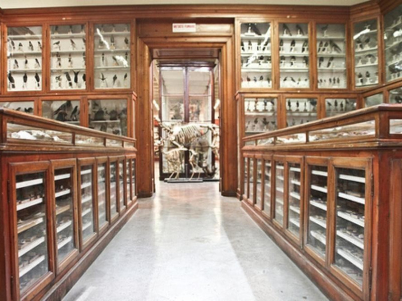 Modena, Museo Universitario di Zoologia e Anatomia Comparata Modena, Museo Universitario di Zoologia e Anatomia Comparata